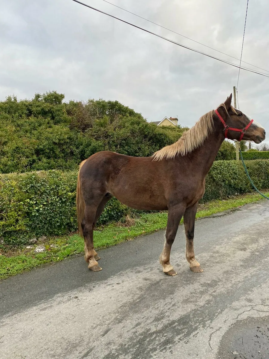 ** Atlantic Cruise Mare ** - Image 4