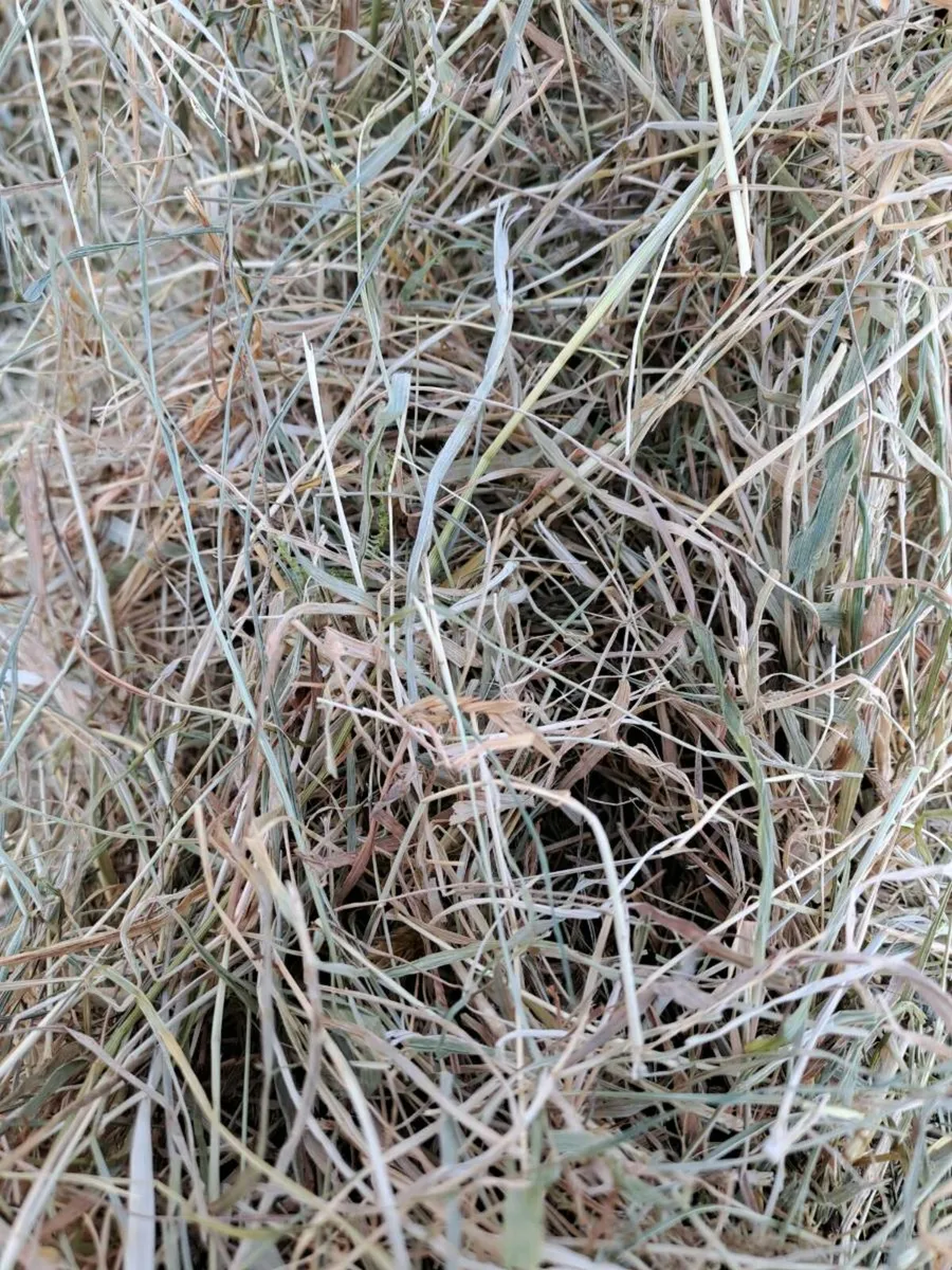 Hay for sale - Image 2