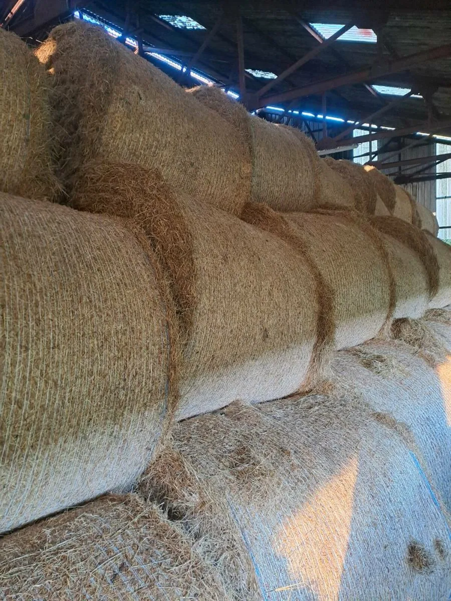 Hay for sale - Image 3