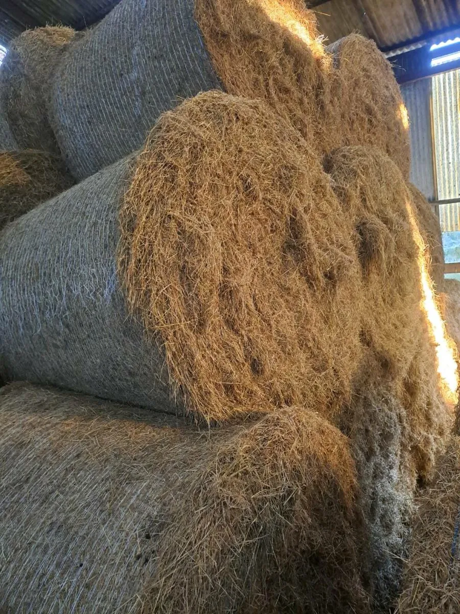 Hay for sale - Image 4