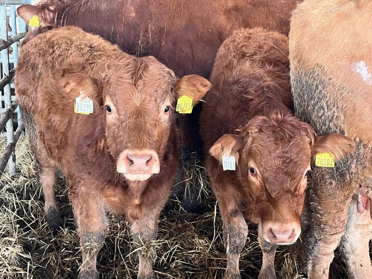 9 Organic Weanlings - Image 2