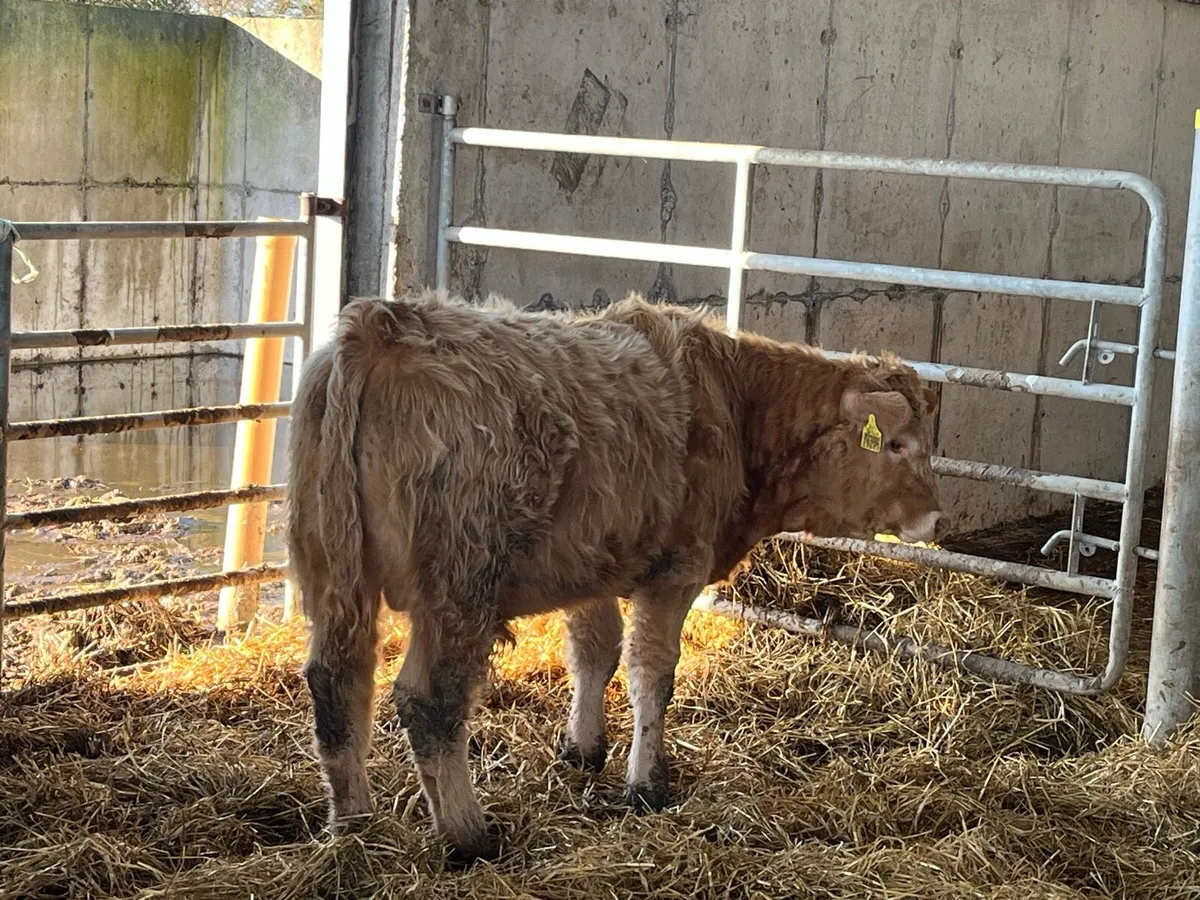 9 Organic Weanlings - Image 3