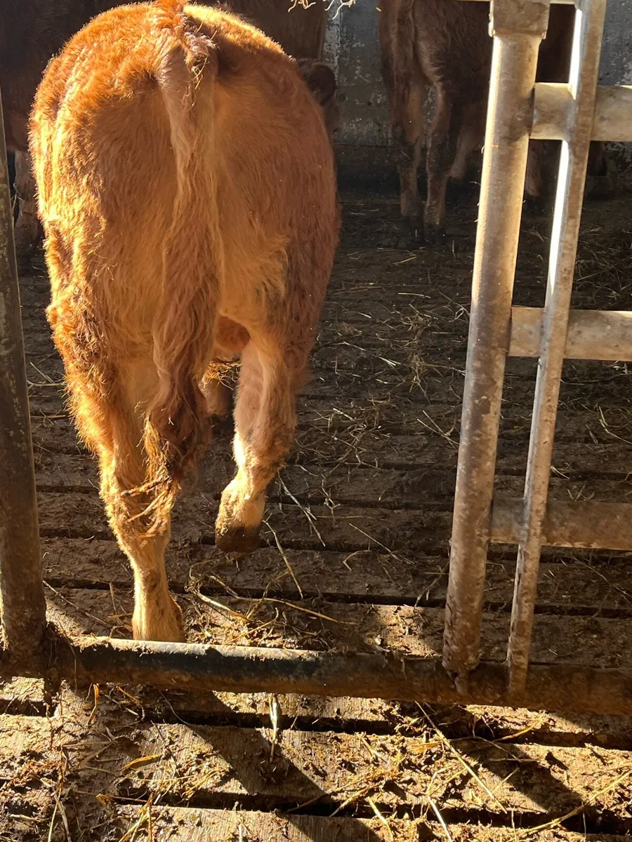 9 Organic Weanlings - Image 4