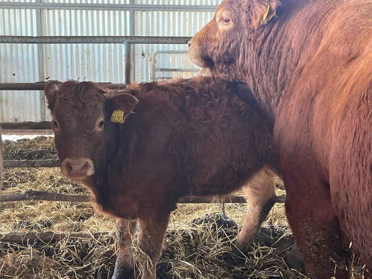 9 Organic Weanlings - Image 1