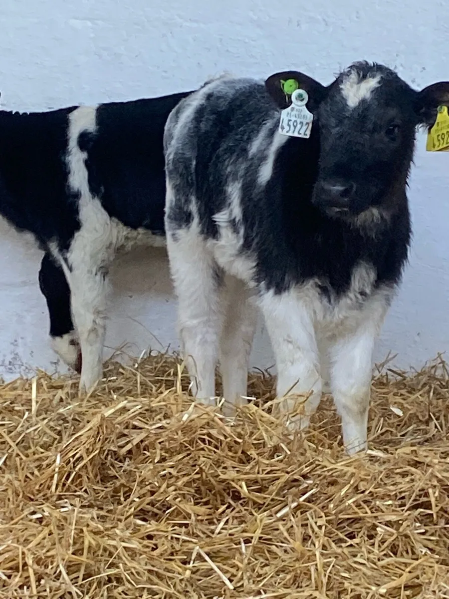 4 TOP QUALITY AI BRED BB  HEIFER CALVES - Image 3