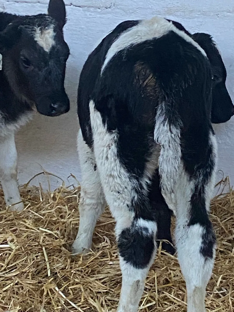 4 TOP QUALITY AI BRED BB  HEIFER CALVES - Image 4