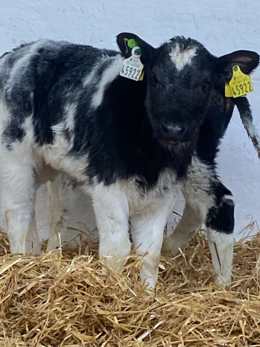 4 TOP QUALITY AI BRED BB  HEIFER CALVES - Image 2