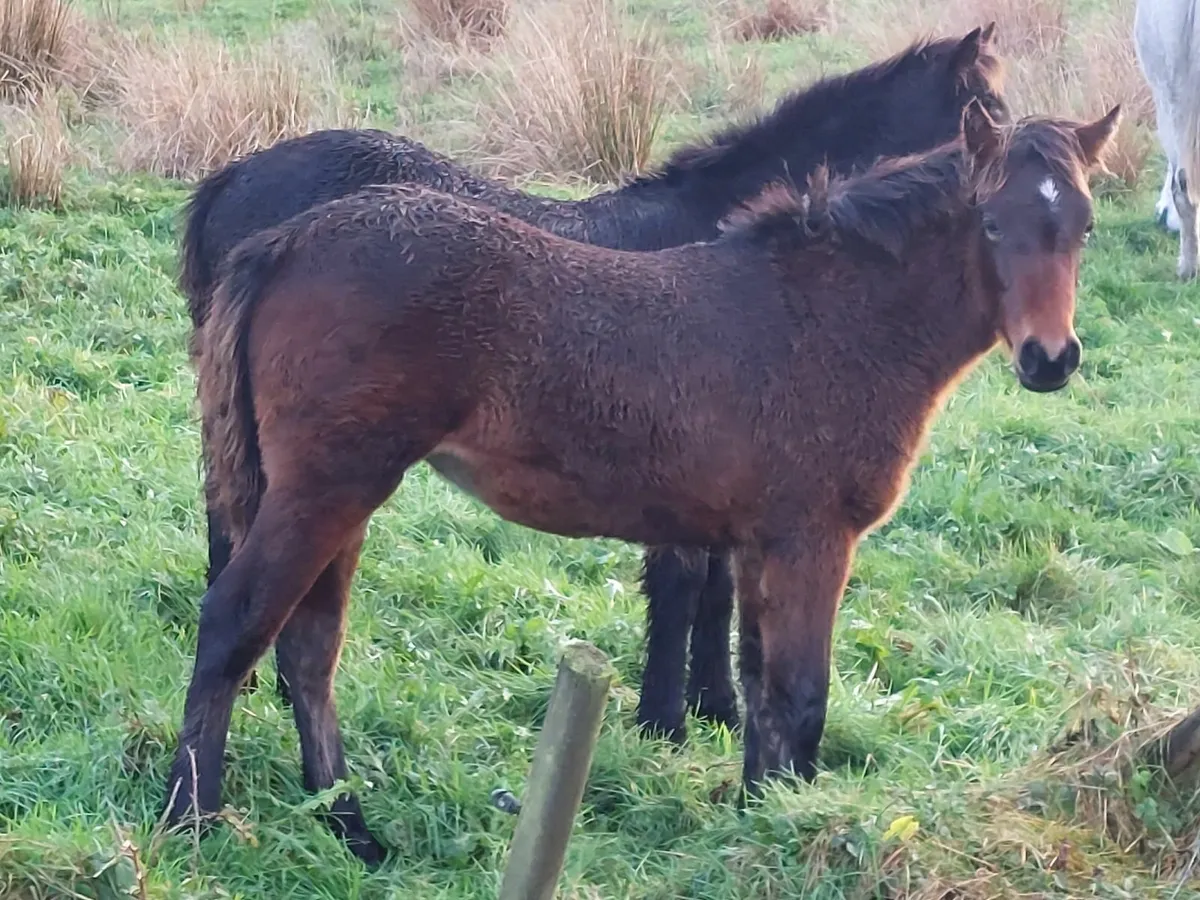 Connemara foals - Image 1
