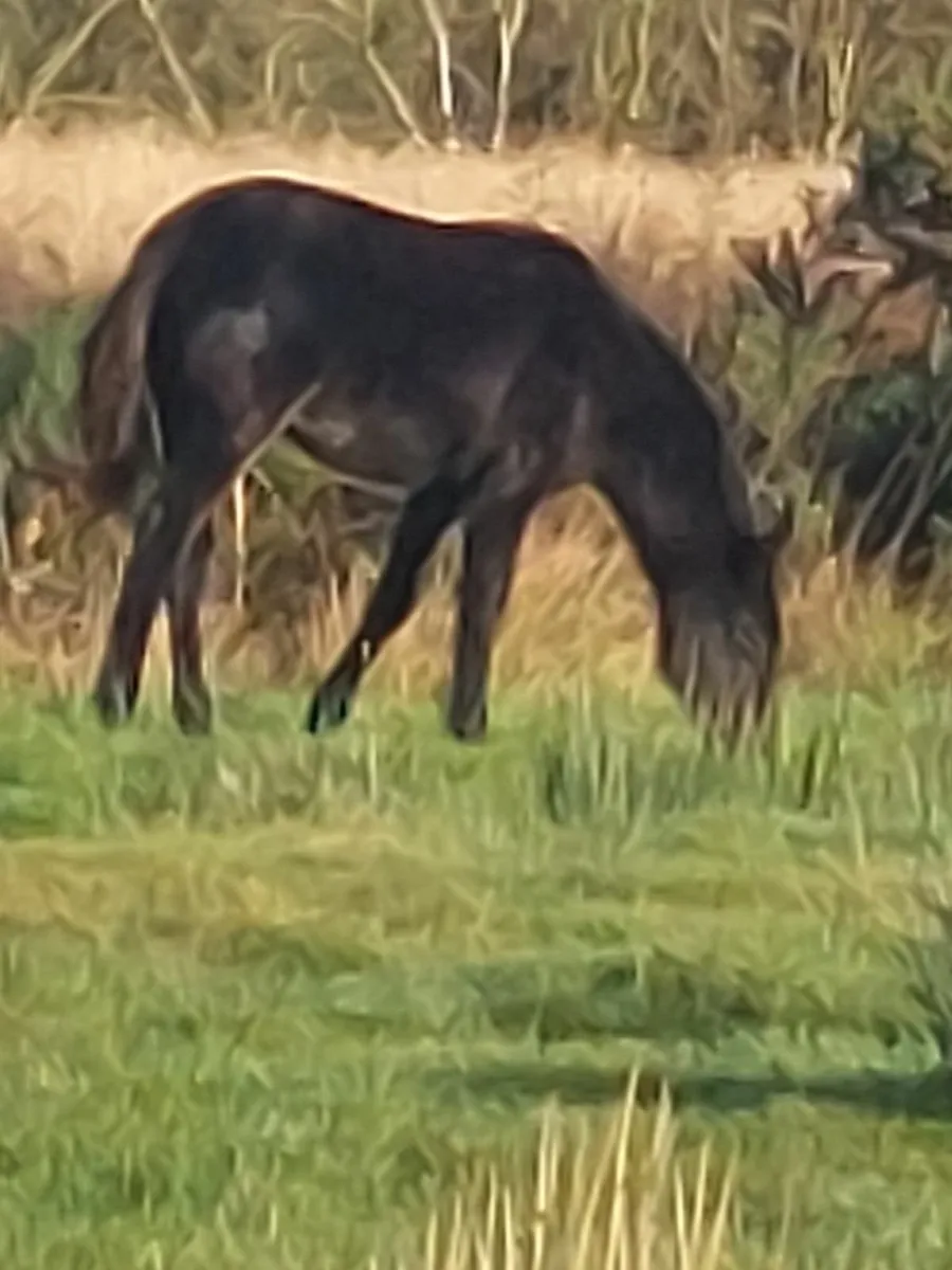 Connemara foals - Image 2