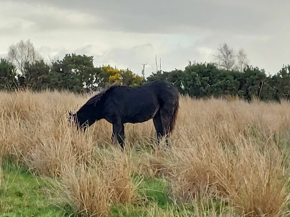 Connemara foals - Image 3