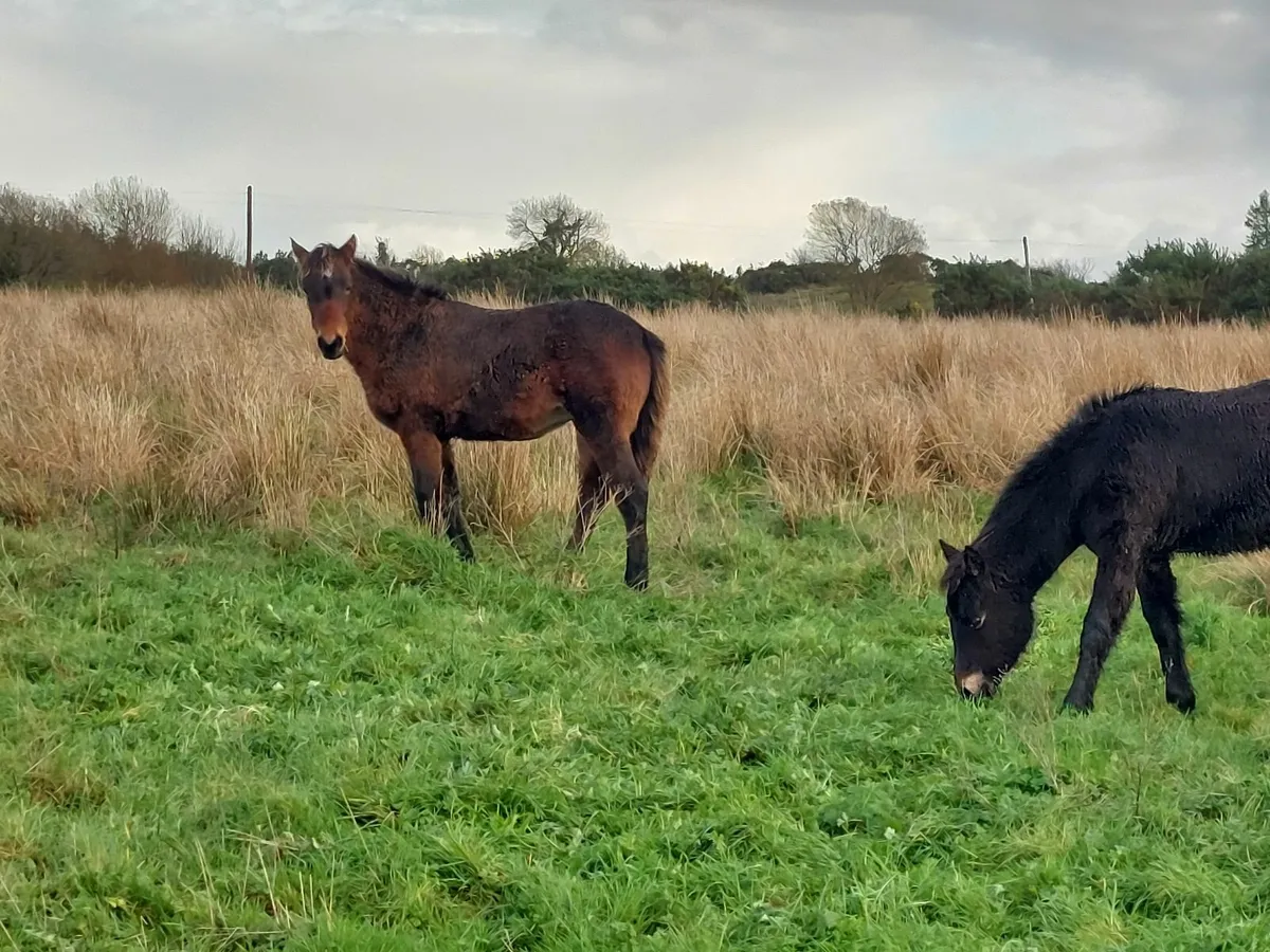 Connemara foals - Image 4