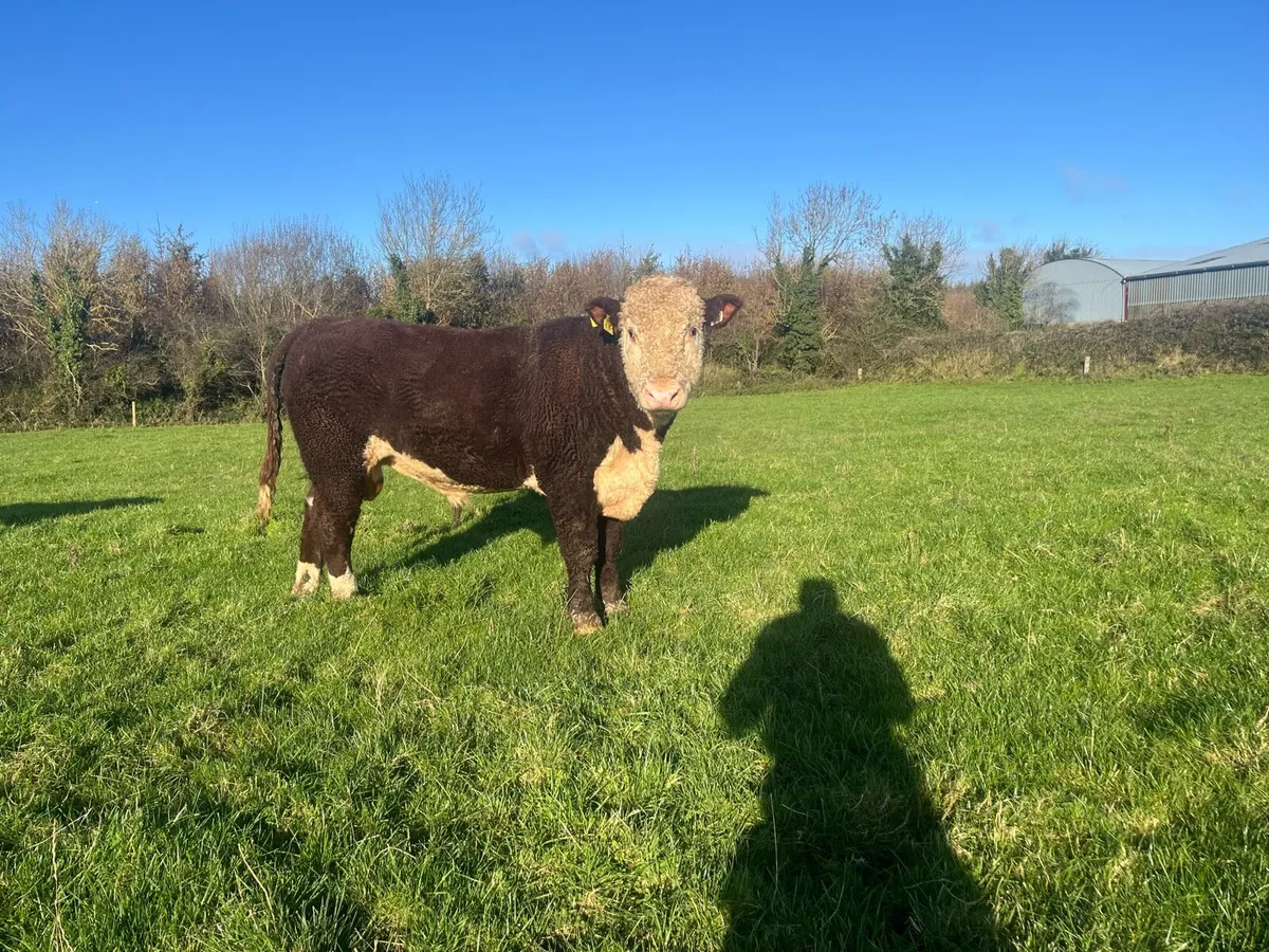 Purebred Hereford Bulls - Image 1