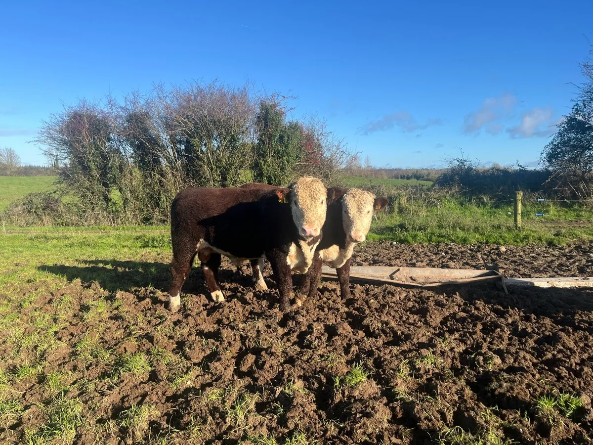 Purebred Hereford Bulls - Image 2