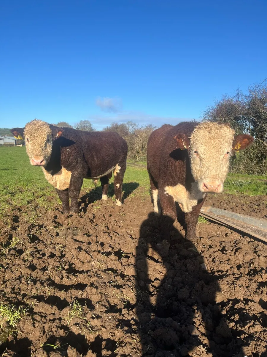 Purebred Hereford Bulls - Image 3