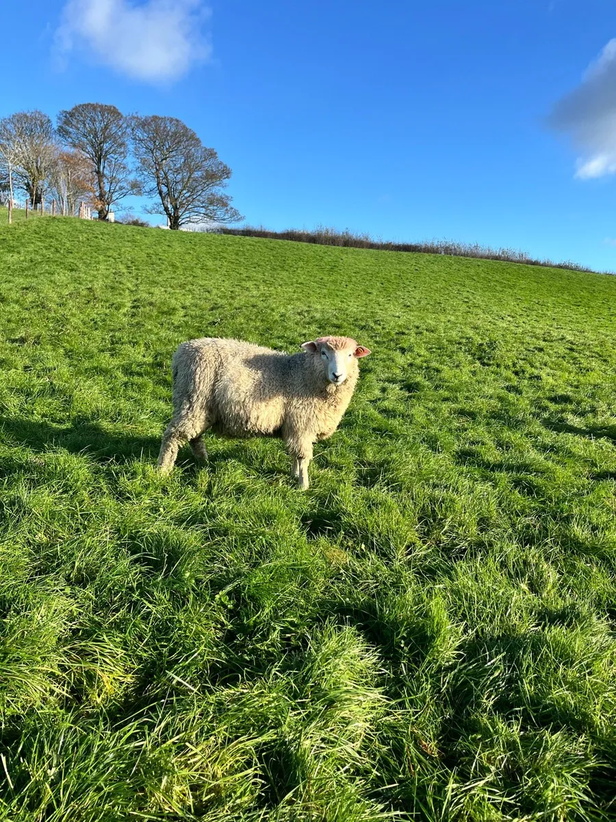 Pure bred Galway ram lamb