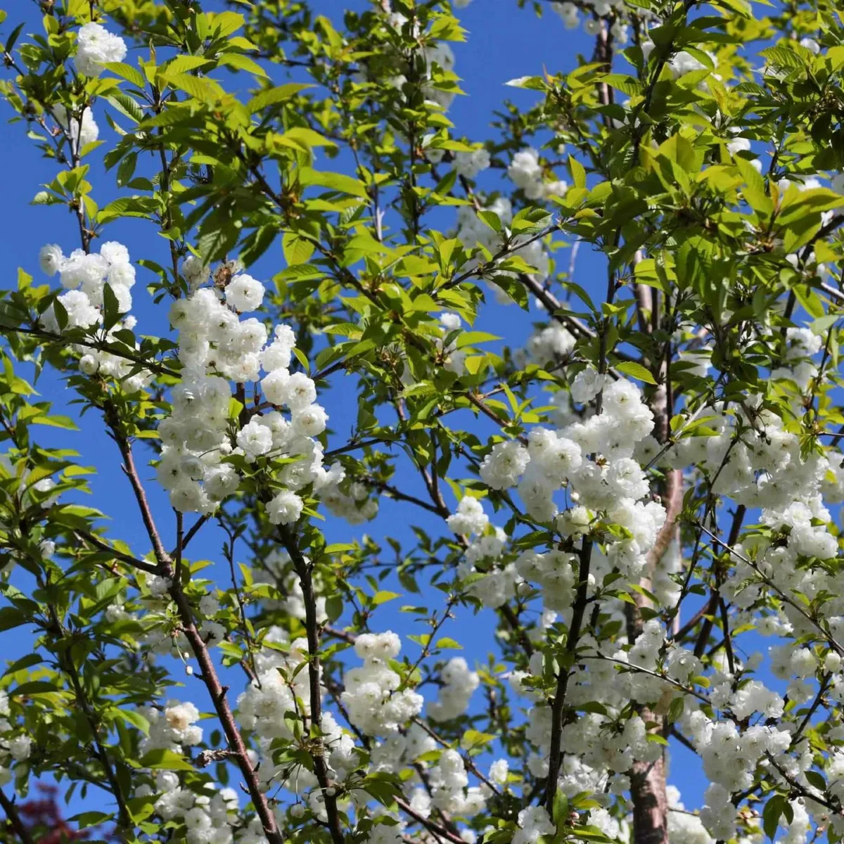 Trees supplied and professionally planted - Image 1