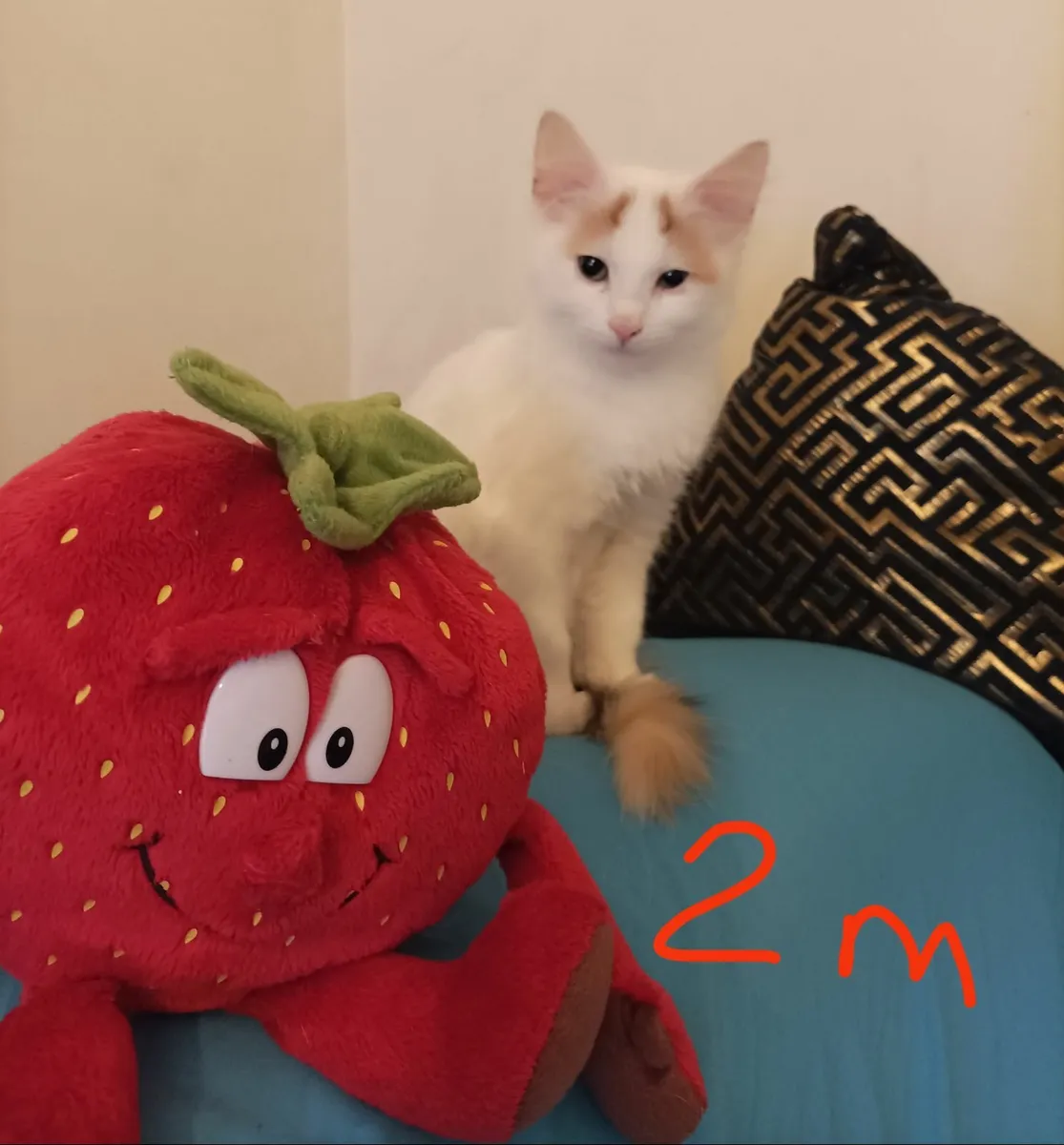 Turkish Van Kittens - Image 1