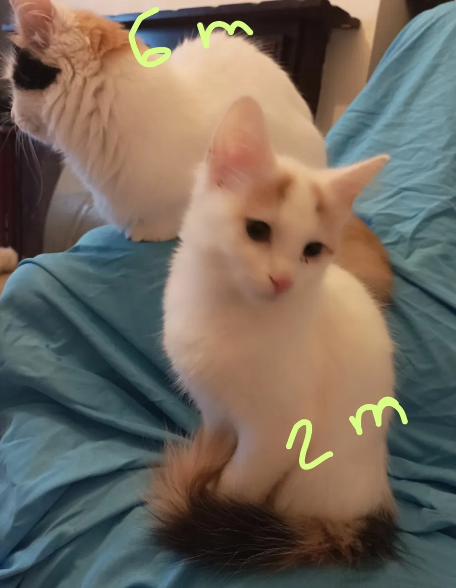 Turkish Van Kittens - Image 4