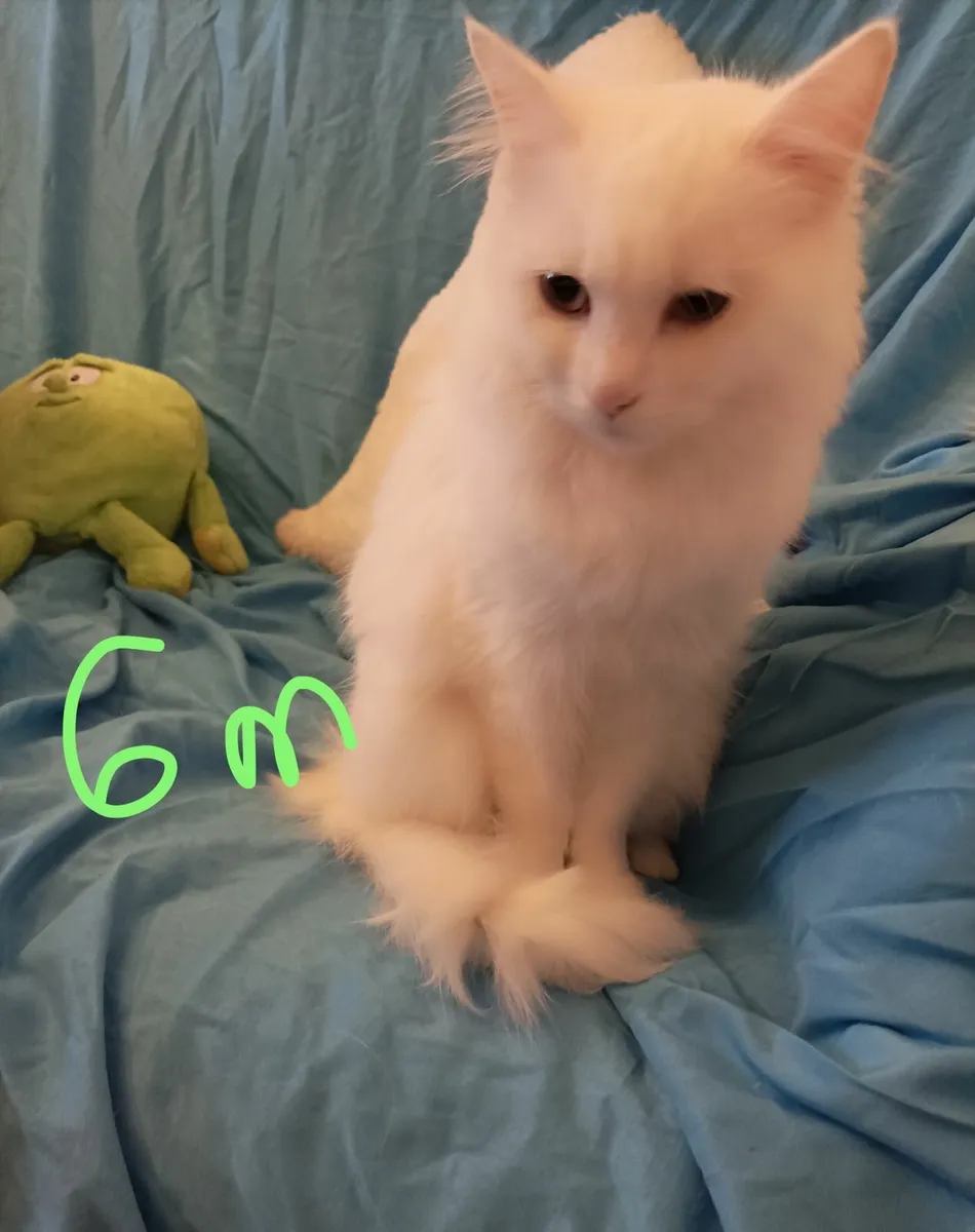 Turkish Van Kittens - Image 2