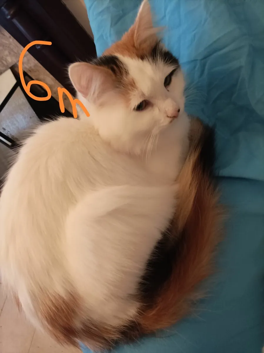 Turkish Van Kittens - Image 3