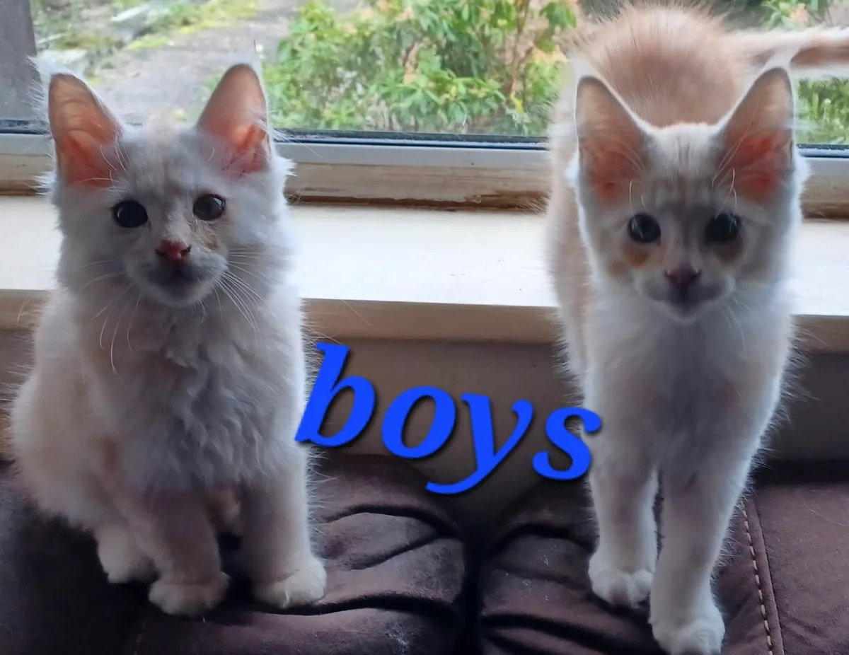 Pure breed Maine Coone kittens - Image 2