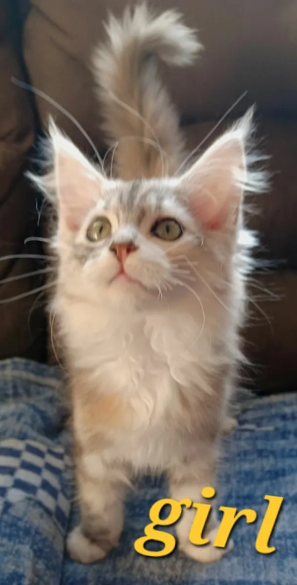 Pure breed Maine Coone kittens - Image 3