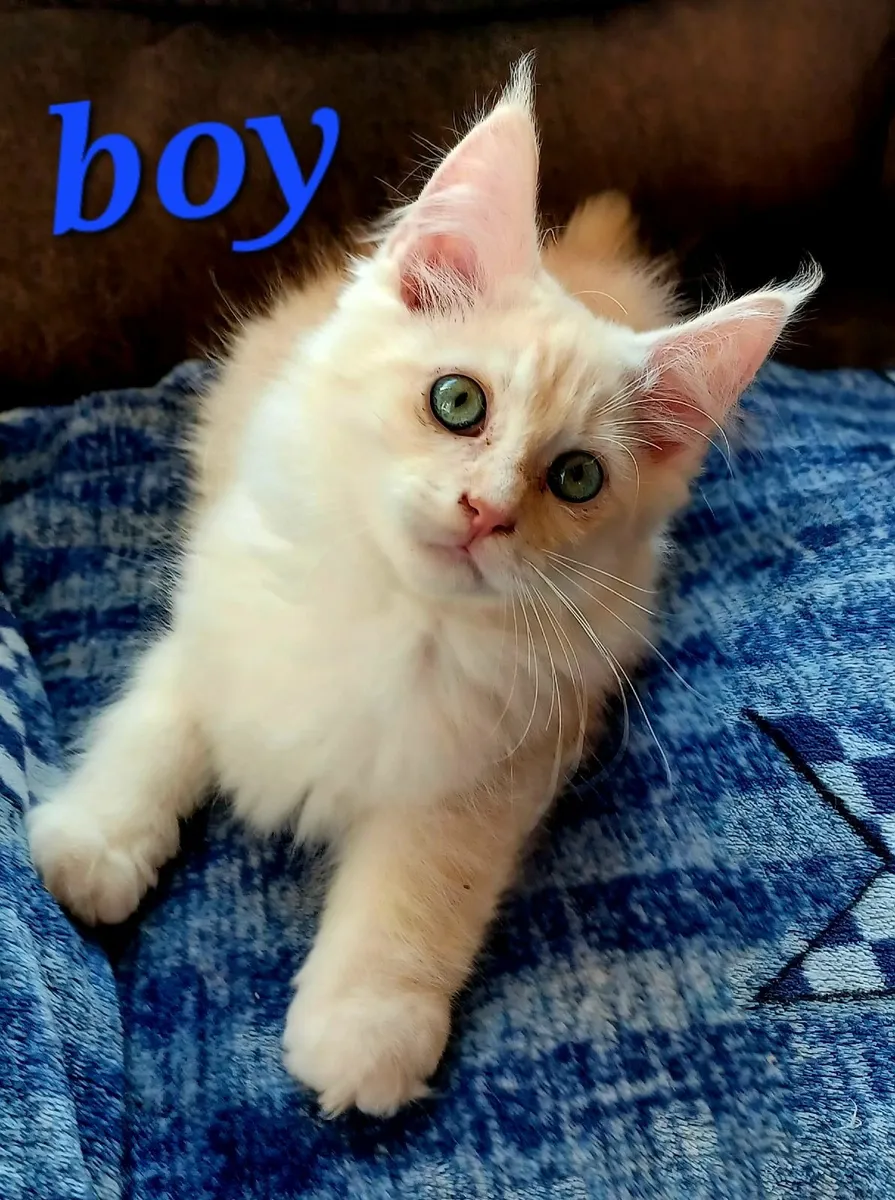 Pure breed Maine Coone kittens - Image 1