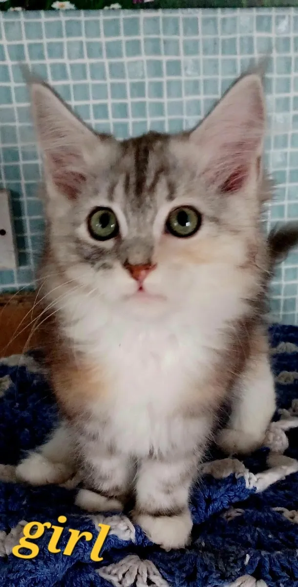 Pure breed Maine Coone kittens - Image 4