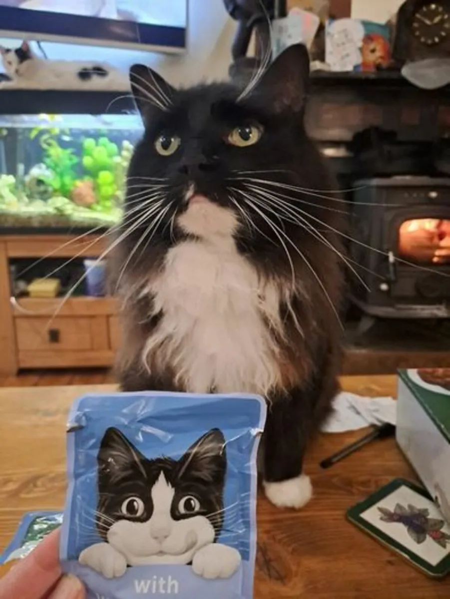 Box of 80 pouches of wet food - Image 1