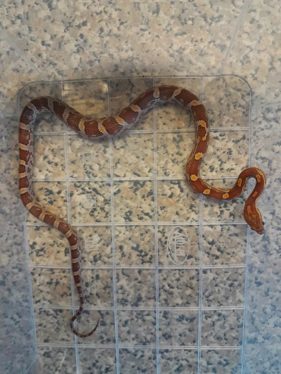 🐍Corn snakes 🐍 - Image 3