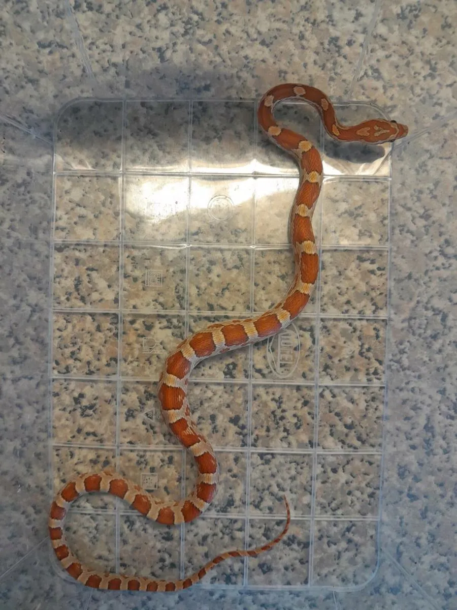 🐍Corn snakes 🐍 - Image 4