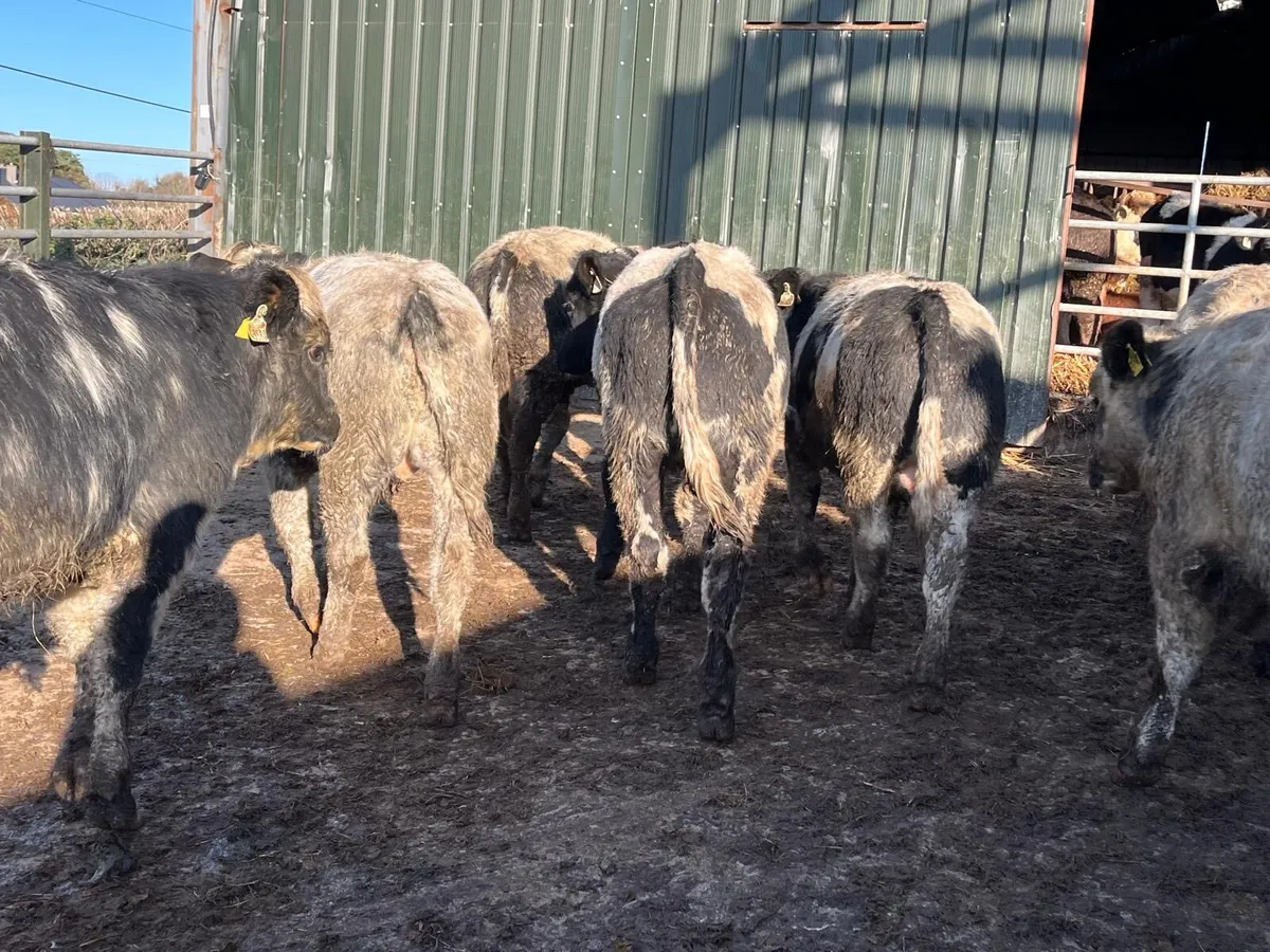 12 super  Belgian blue  bull weanlings - Image 1