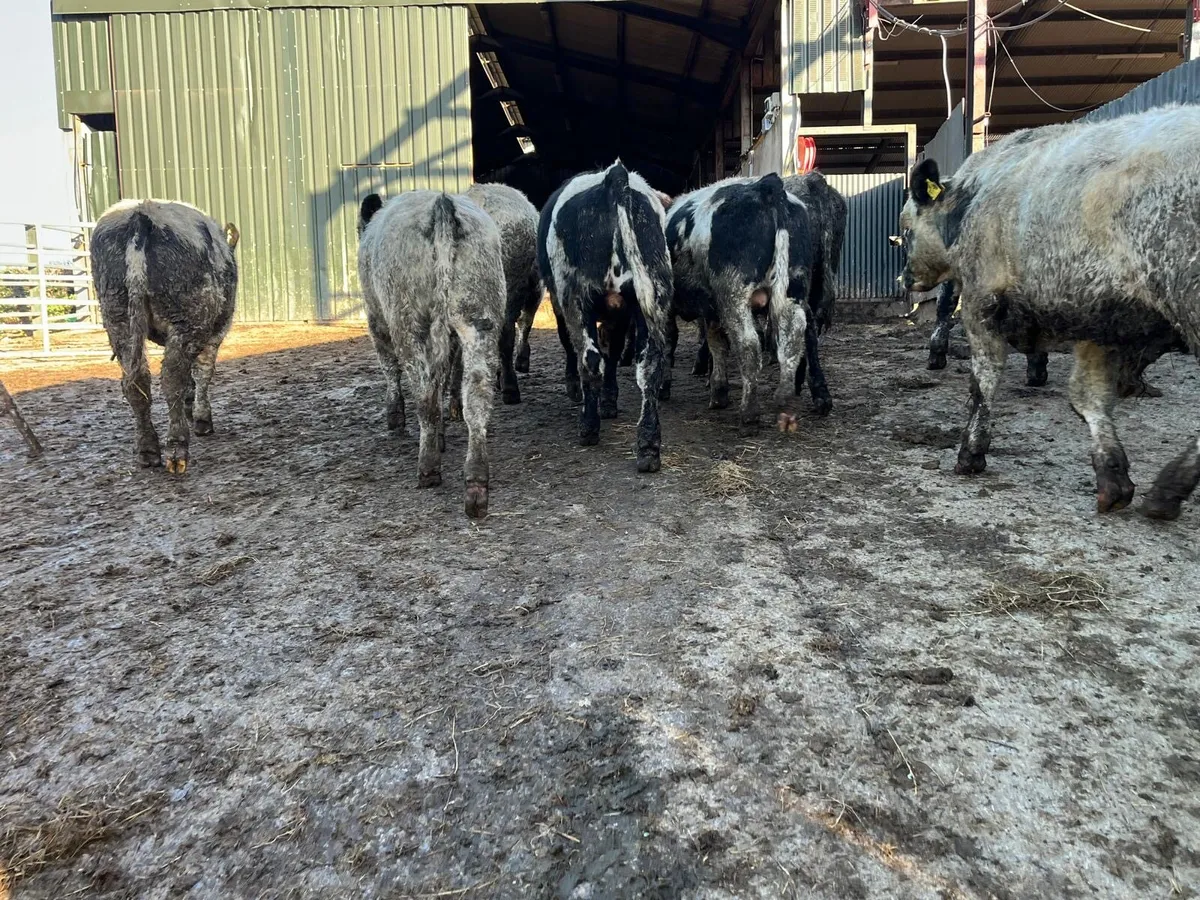12 super  Belgian blue  bull weanlings - Image 2