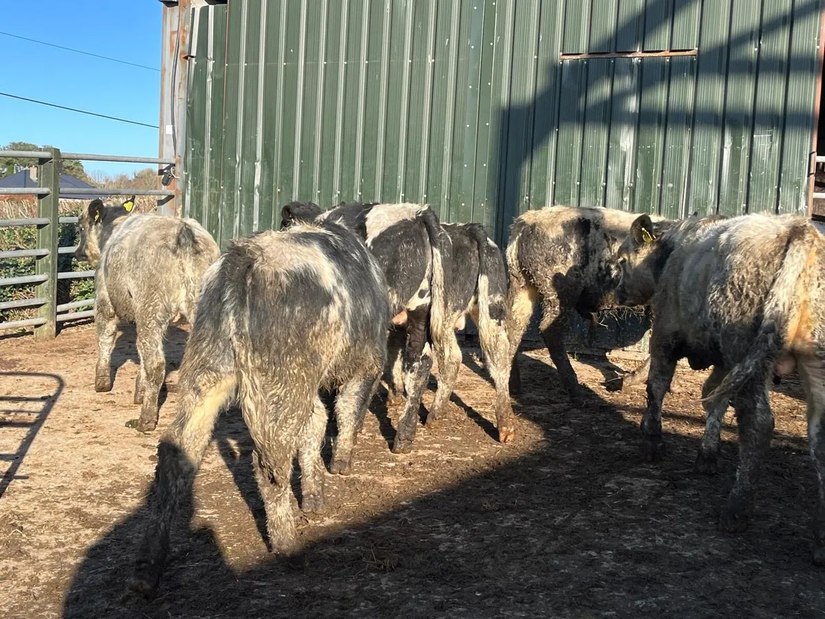 12 super  Belgian blue  bull weanlings - Image 3