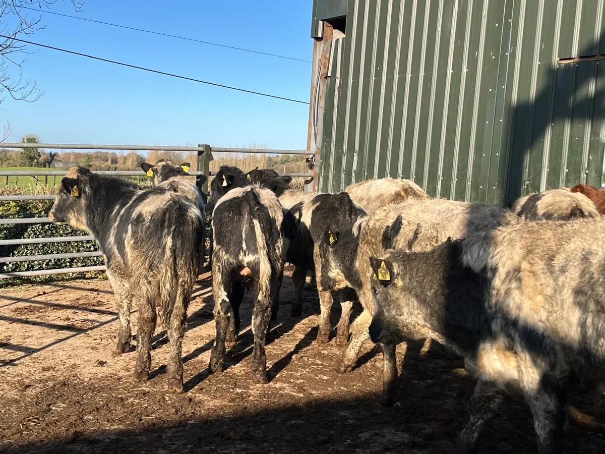 12 super  Belgian blue  bull weanlings - Image 4