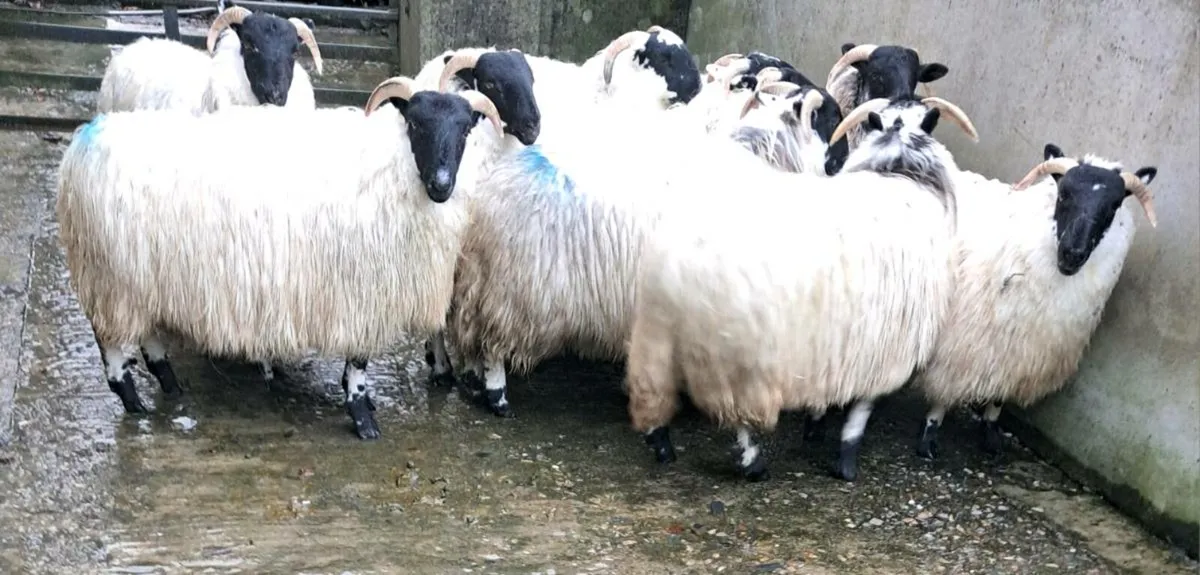 🔥Horn ewe lambs - Image 1
