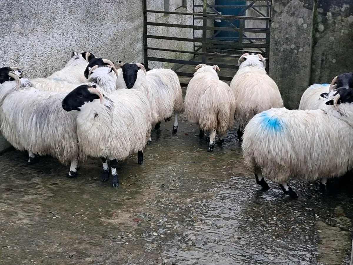 🔥Horn ewe lambs - Image 2