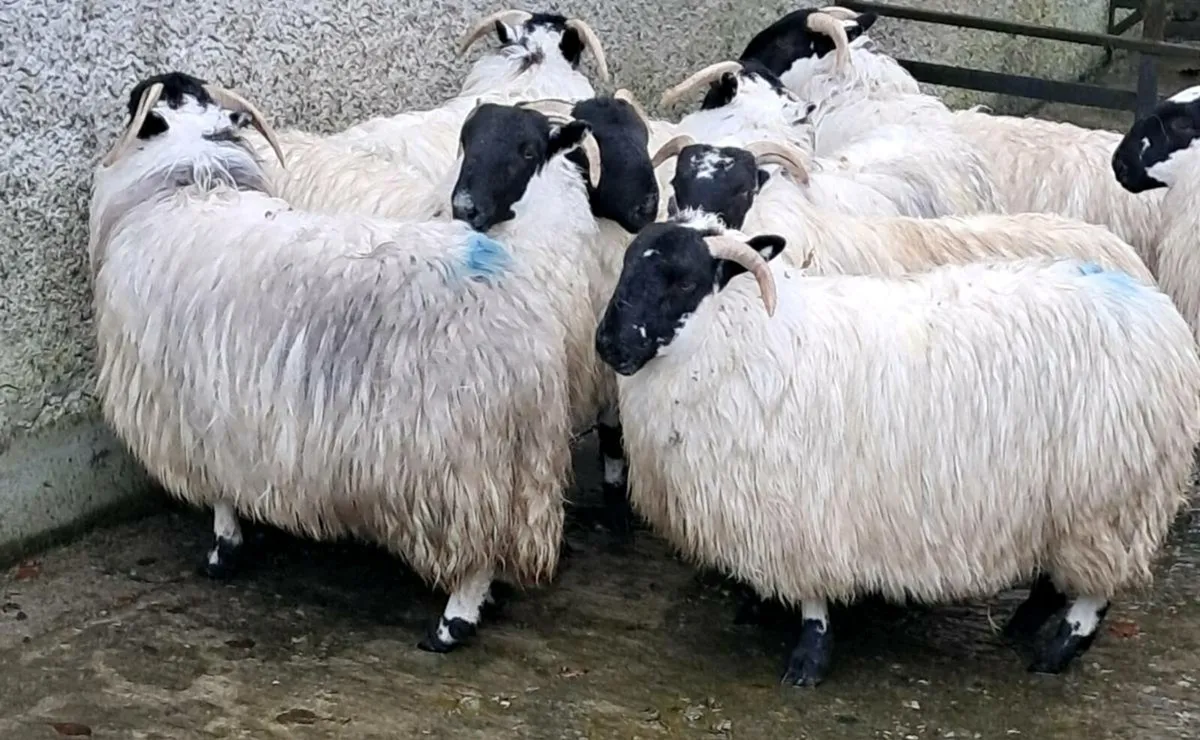 🔥Horn ewe lambs - Image 3