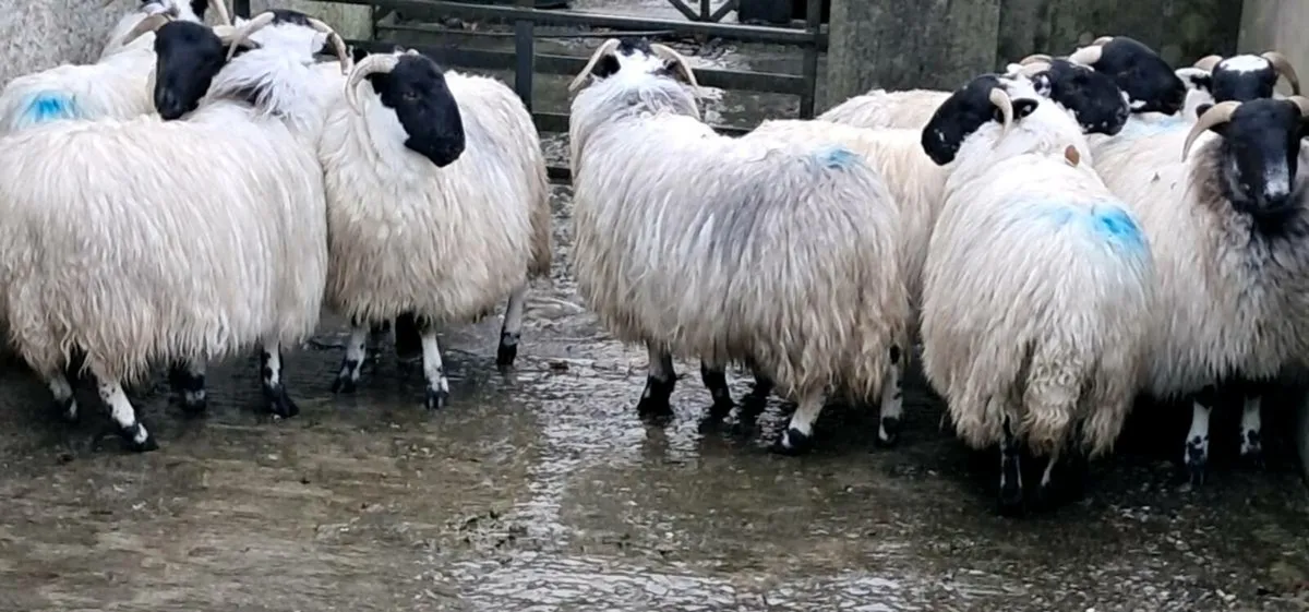 🔥Horn ewe lambs - Image 4