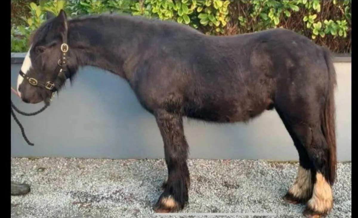 2 year old, Gelding - Image 2