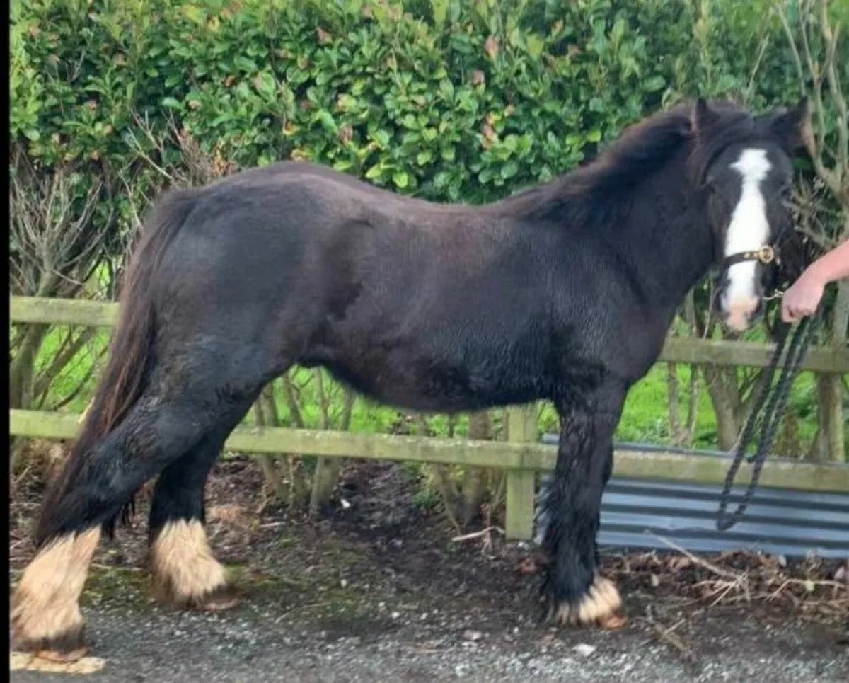 2 year old, Gelding - Image 1