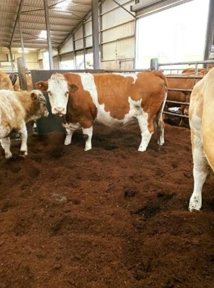 Peat Bedding - Image 2