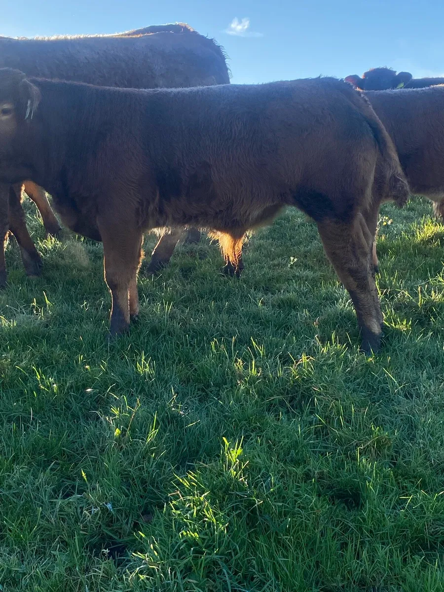 Quality Limousin  Weanling Bulls - Image 3