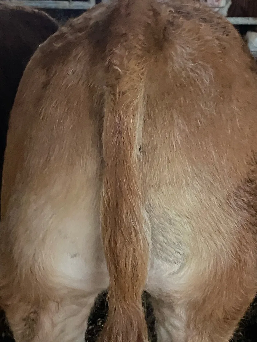 Quality Limousin  Weanling Bulls - Image 4