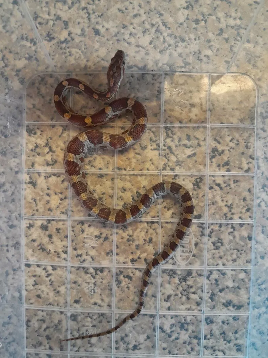 🐍Corn snakes 🐍 - Image 2