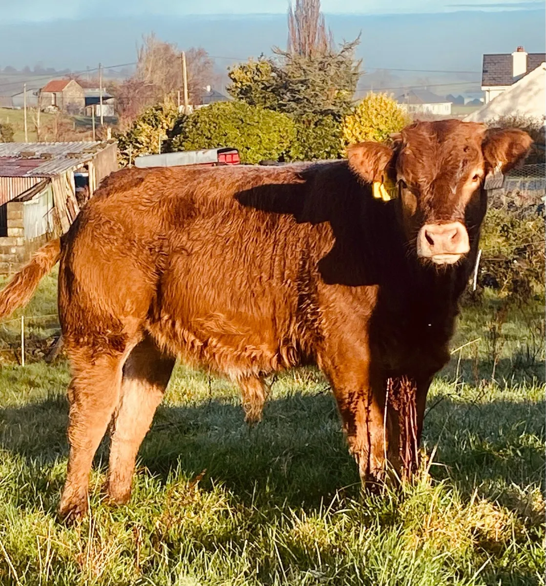 Quality Limousin  Weanling Bulls - Image 1