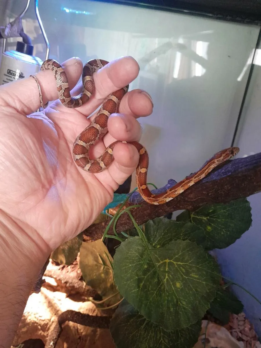 🐍Corn snakes 🐍 - Image 1