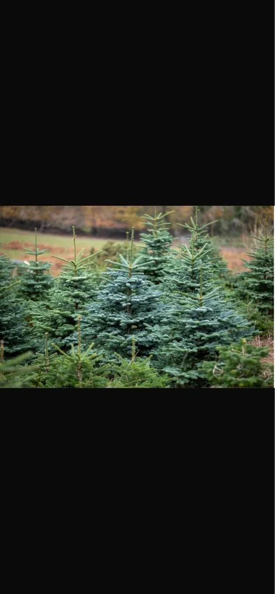 6FT REAL CHRISTMAS TREES + DELIVERY - Image 2