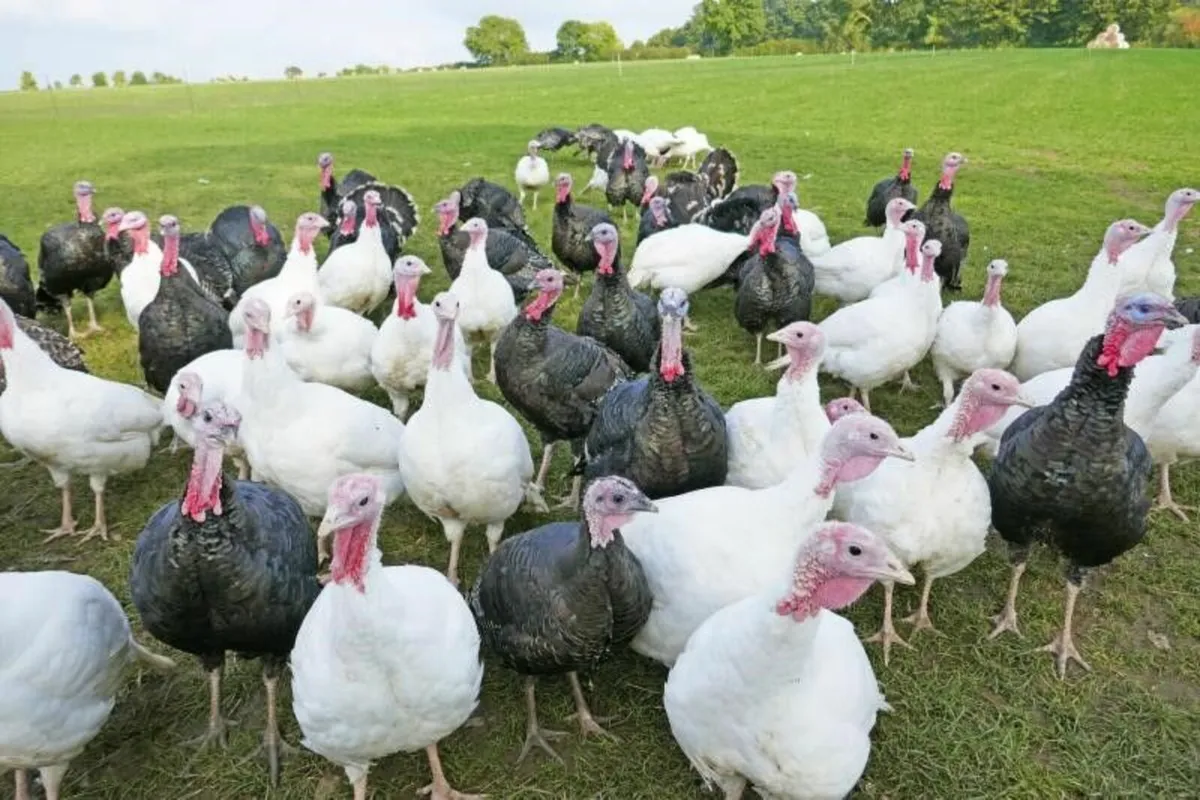 Farm fresh Turkeys and Geese - 0868894784 - Image 2