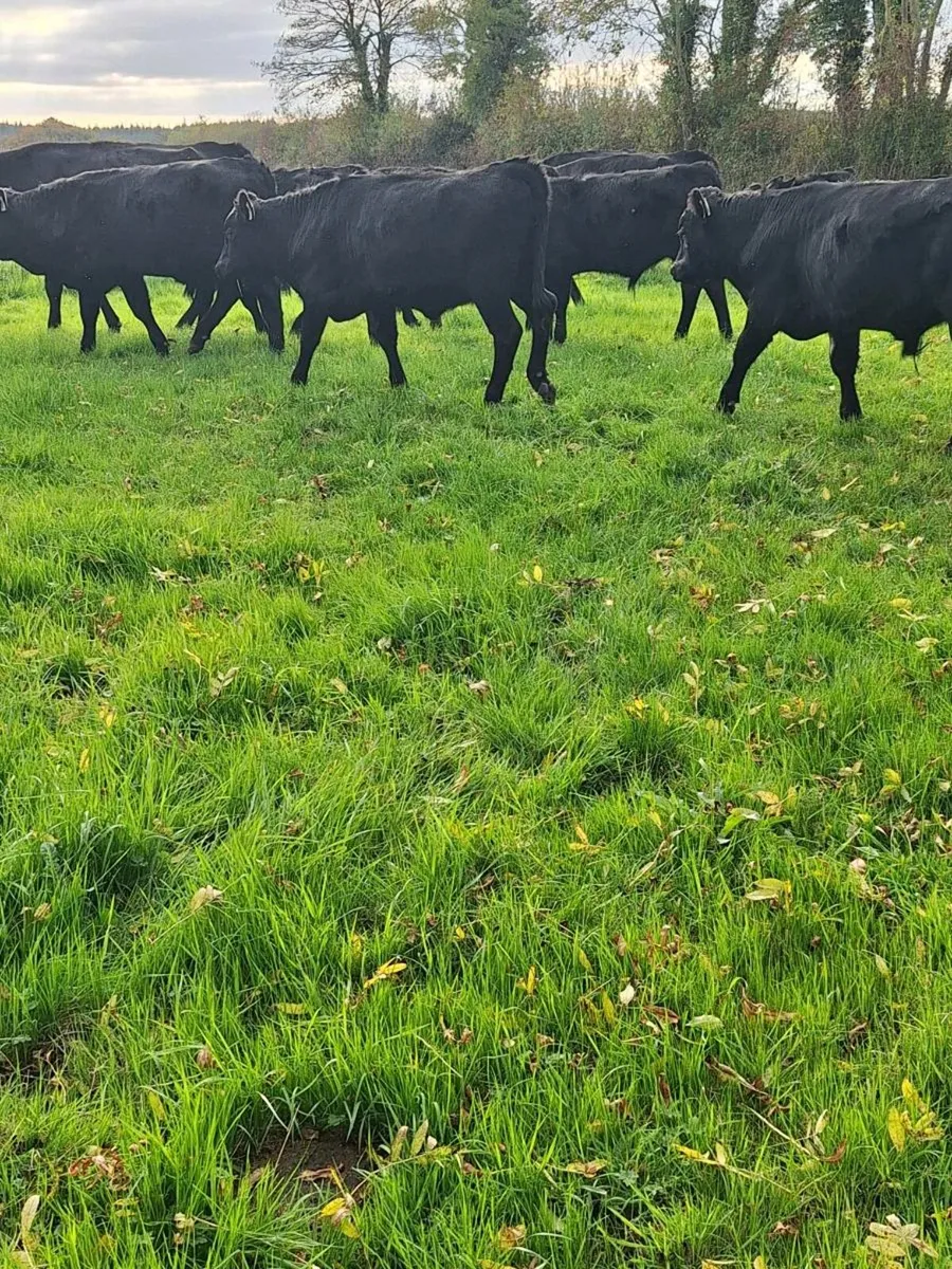 Kerry heifers - Image 2